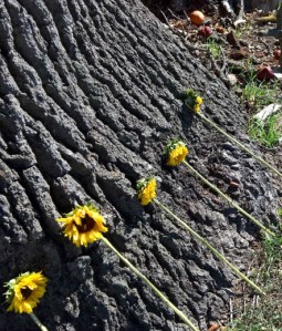 WP_20160220_13_38_33_Rich_LI